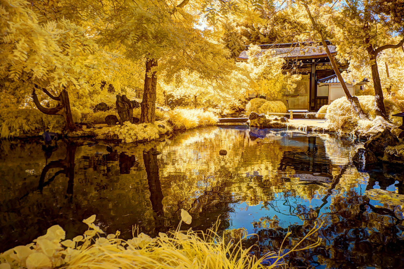 Infrared photograph of a garden pond with golden trees reflected in the water